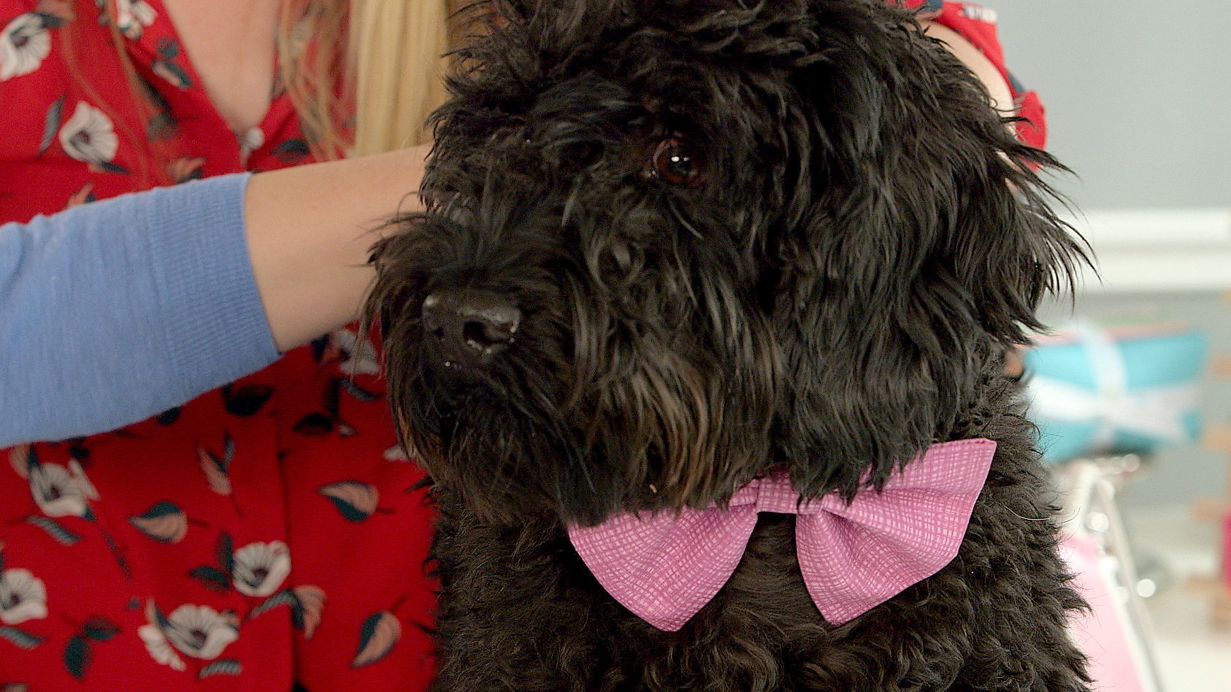 Bow Wow Bow Tie