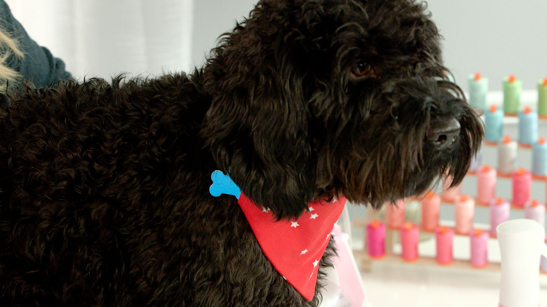 Dog Bandana